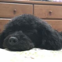 こはる