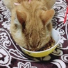 うまうま