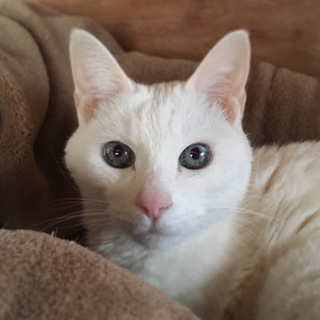 綺麗な青い目の真っ白シニア猫ちゃん