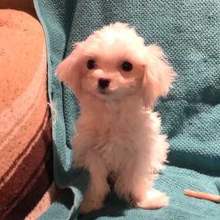 暖かい家族に迎えていただきました。