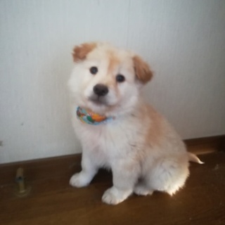 ふわもこの可愛い仔犬
