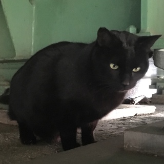 ホームレスさんに置いてかれた黒猫クロエ