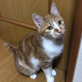 ラブ&ピースな はると君