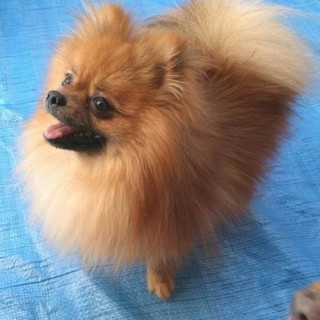 ポメラニアンのサンバくん