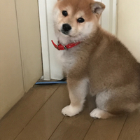おりん