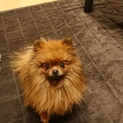 ちいさなポメラニアンです