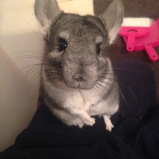 チンチラ 条件が合えばになります