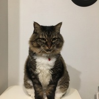 まろこ