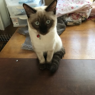 よろしくお願いします！