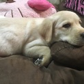 ラブラドール子犬 幸せにしてくれる方