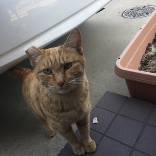 可愛い茶とらのメス♡親子