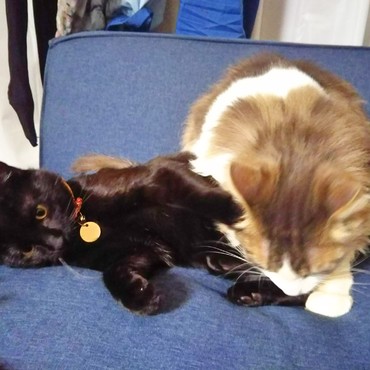 ツナに毛繕いされてるジジ