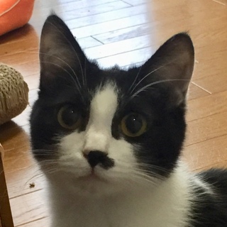 チャーリー浜子参上