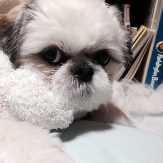 TOGIYA JOYのカバー写真