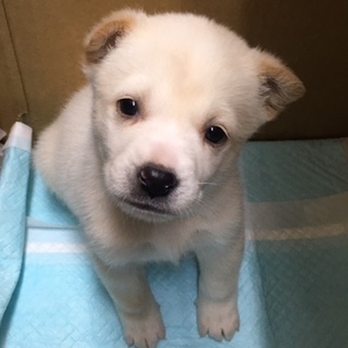 保健所からレスキューした子犬白オス