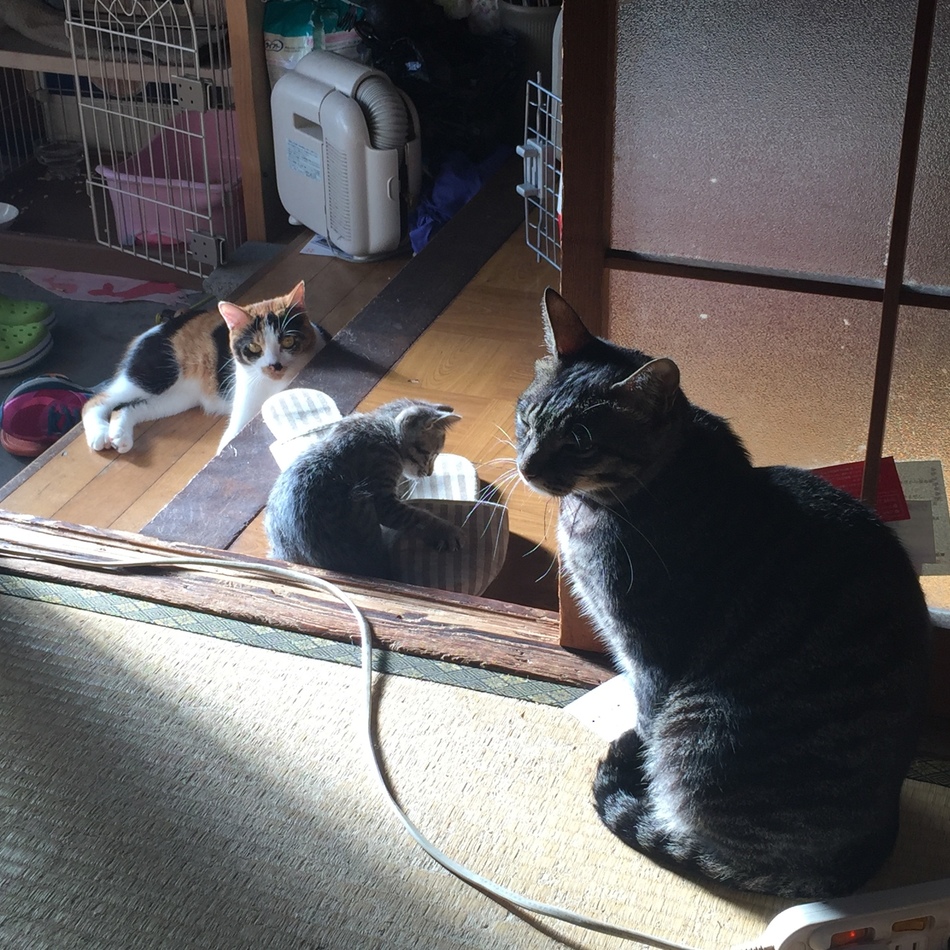 フーゴのカバー写真