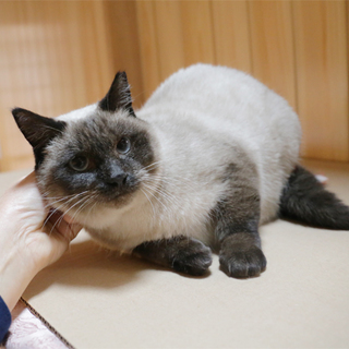 ポイントカラー＆ブルーアイの女の子です