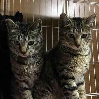 なかよしキジトラ兄弟♂２匹そろって。