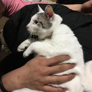 可愛い蒼眼のオス猫です！