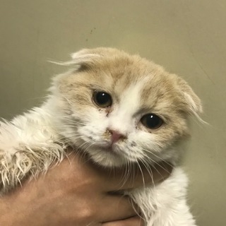 順に対応中のため一時停止ふわふわスコ