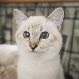 【多頭崩壊】丸顔シャムＭＩＸ　モカ君（半年前後）