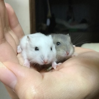 優しい里親さんの家族に迎えられました