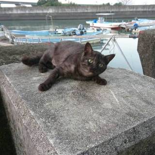 住み着いています。