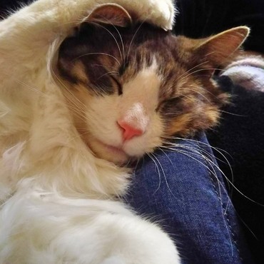 熟睡中ツナちゃん