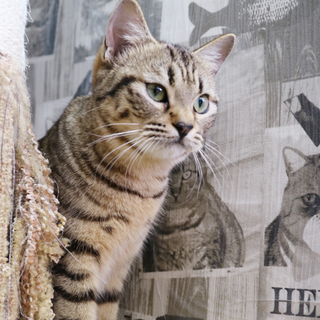 【多頭崩壊】短足ＭＩＸ　みたらし♀（半年前後）