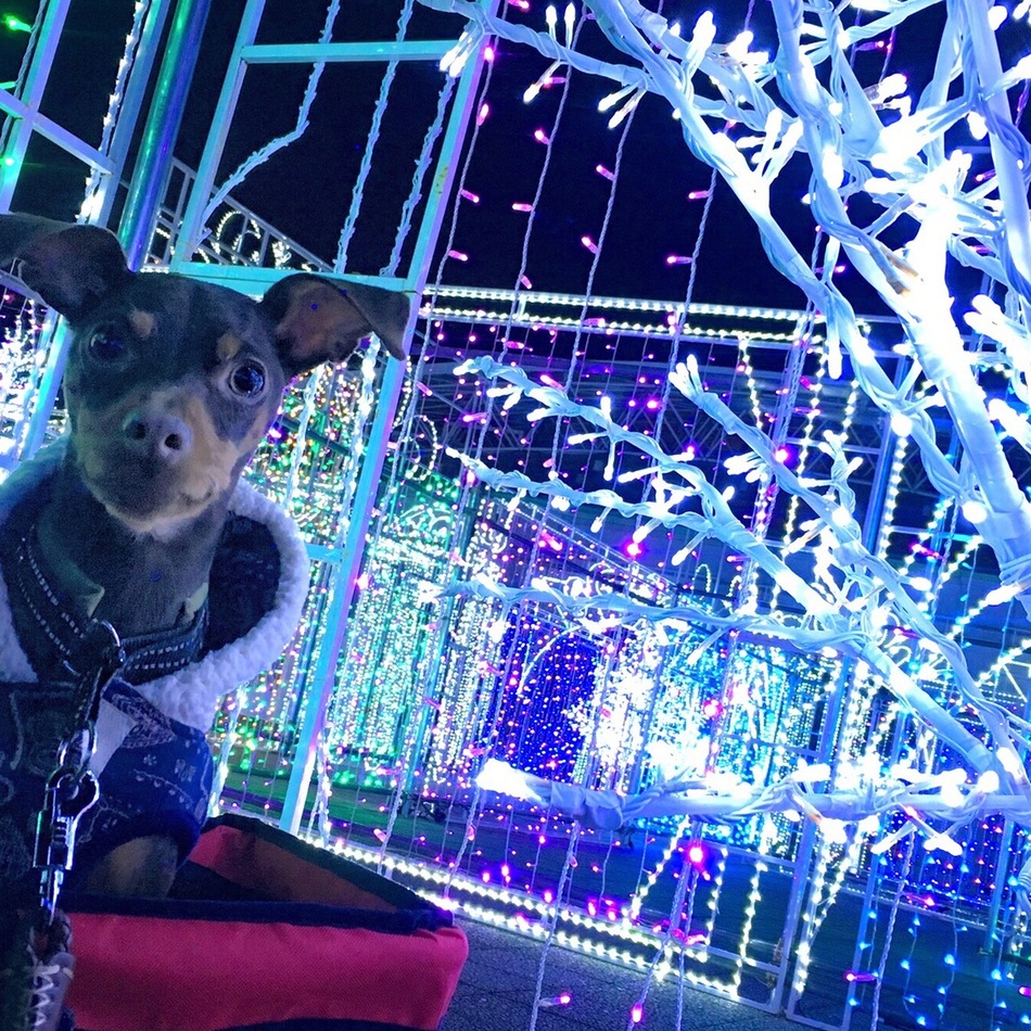 コジローのカバー写真