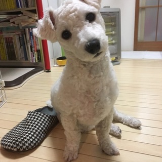 ビションフリーゼの子犬の里親探しています。