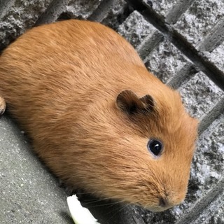 モルちゃんの里親さん募集中です