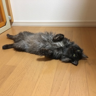 とっても人なつこい子です！