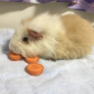 モルちゃんの里親さん募集中です