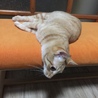 の写真
