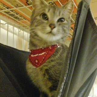 グレーが素敵な上品な女の子