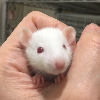 ファンシーラットの里親さん募集