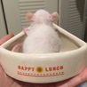 ファンシーラットの里親さん募集 サムネイル4