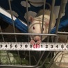 ファンシーラットの里親さん募集 サムネイル7
