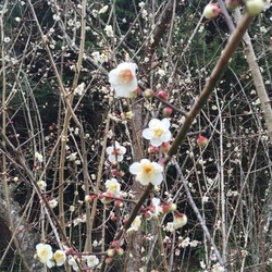 「田舎でニャンコが迷子になったら」サムネイル1