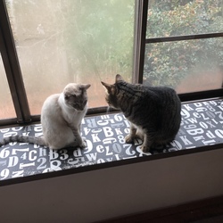 「田舎でニャンコが迷子になったら」サムネイル2