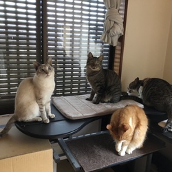 「田舎でニャンコが迷子になったら」サムネイル3