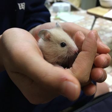 上のお姉ちゃんに初めて抱っこ