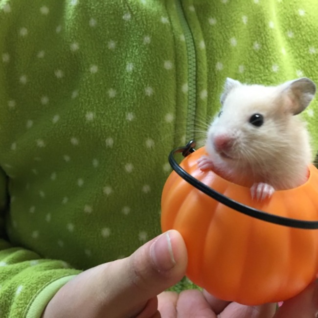 くくなのカバー写真