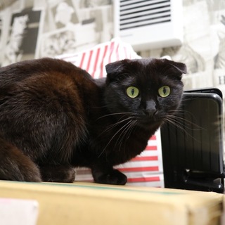 【多頭崩壊】折れ耳黒猫　あんこ♀