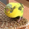 しゃんめい