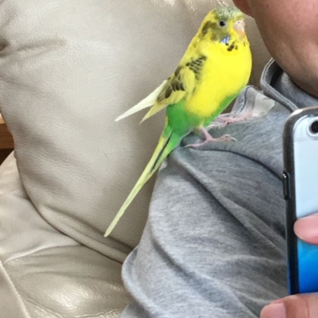 しゃんめいのカバー写真