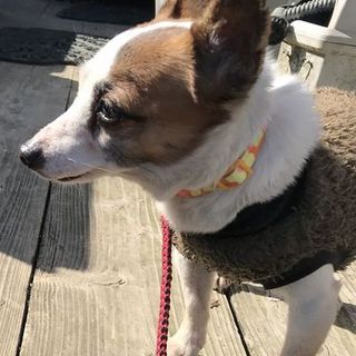 ジャックラッセルテリア♀