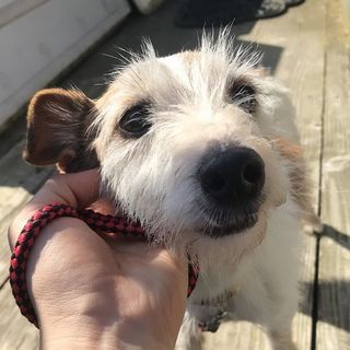 ジャックラッセルテリア5才の男の子