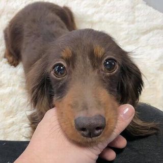 ミニチュアダックス8才の女の子